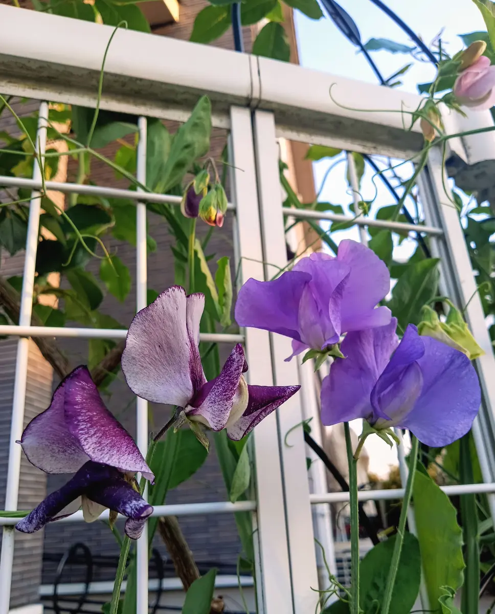 生花 スイトピー うす紫OT 今週のオトク! - 花材通販はなどんやアソシエ