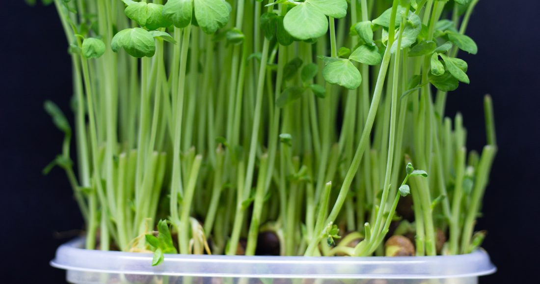 野菜は再生できる⁉残り野菜で栽培できる「リボべジ」の魅力と育て方！Sodate ソダテ
