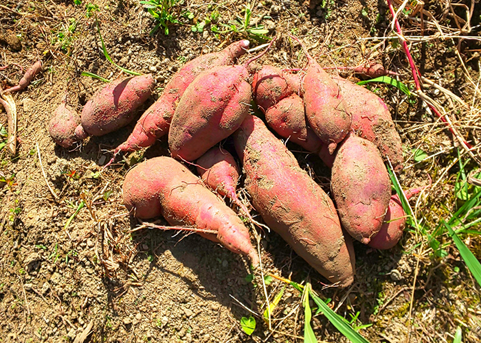 さつまいもの収穫時期の見極め方！葉っぱの画像でタイミングをはかる