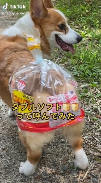 食パン一斤🐶🍞@shokupan__1kin• Instagram photos and videos