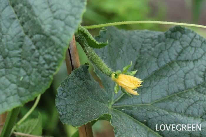 胡瓜 きゅうりの雌花・雄花について〜受粉しなくても実ができるって本当？〜 - アタマの中は花畑