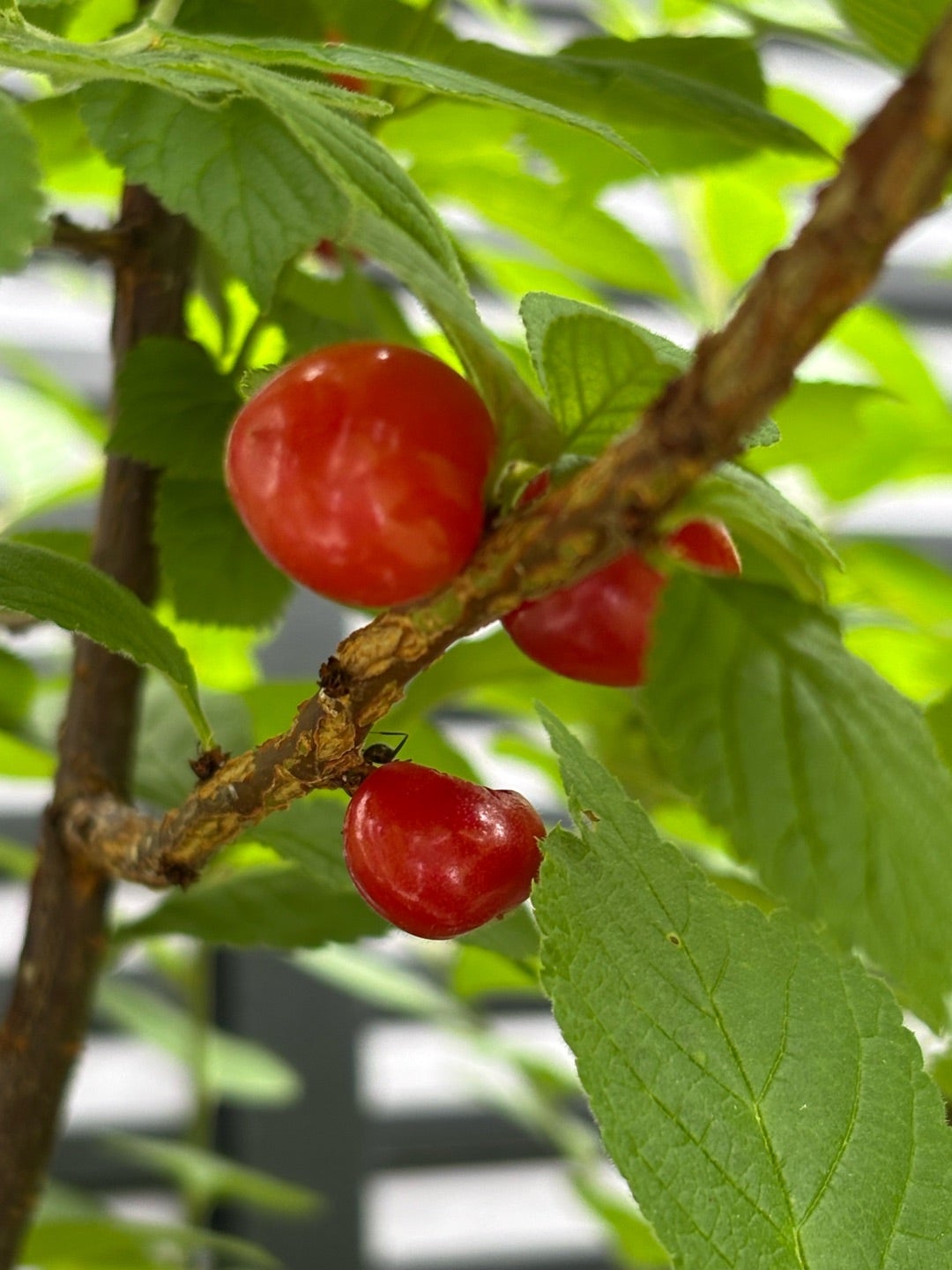 ヤマボウシ 山法師 の赤い実を食べてみました