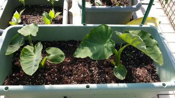 お誕生日ケーキの簡単かわいいイラスト・絵の描き方誕生日祝い・バースデーホールケーキ・食べ物・おしゃれ・ゆるい・手書き・ボールペン・手帳用