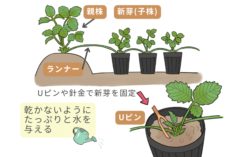 いちごの植え方、プランター、ランナー等、いちごの栽培を徹底解説！ - みんなのブログ体験農園なら貸し農園 市民農園 のシェア畑
