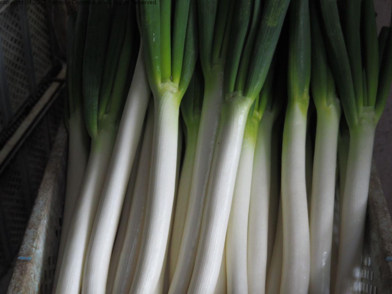 実は多い 長ネギ の「青い部分」を捨てる人たち→管理栄養士が「捨てるのはもったいない」と断言する納得の理由 オトナンサー ｄメニューニュース NTTドコモ