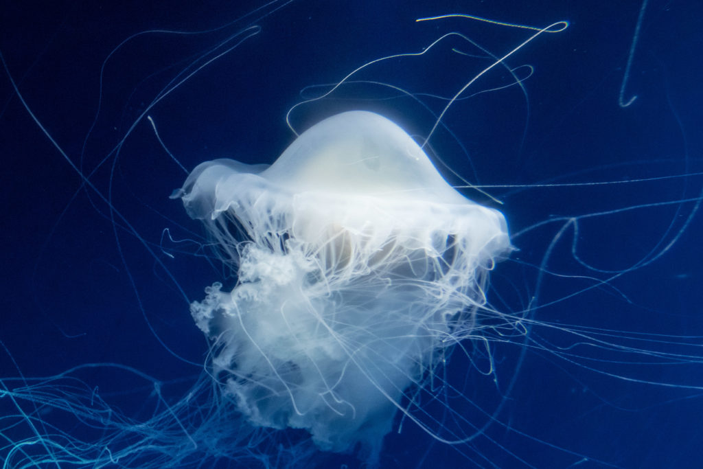 クラゲなのに「目玉焼き」にしか見えない “黄身”部分は何？新江ノ島水族館に生態を聞いたFNNプライムオンライン