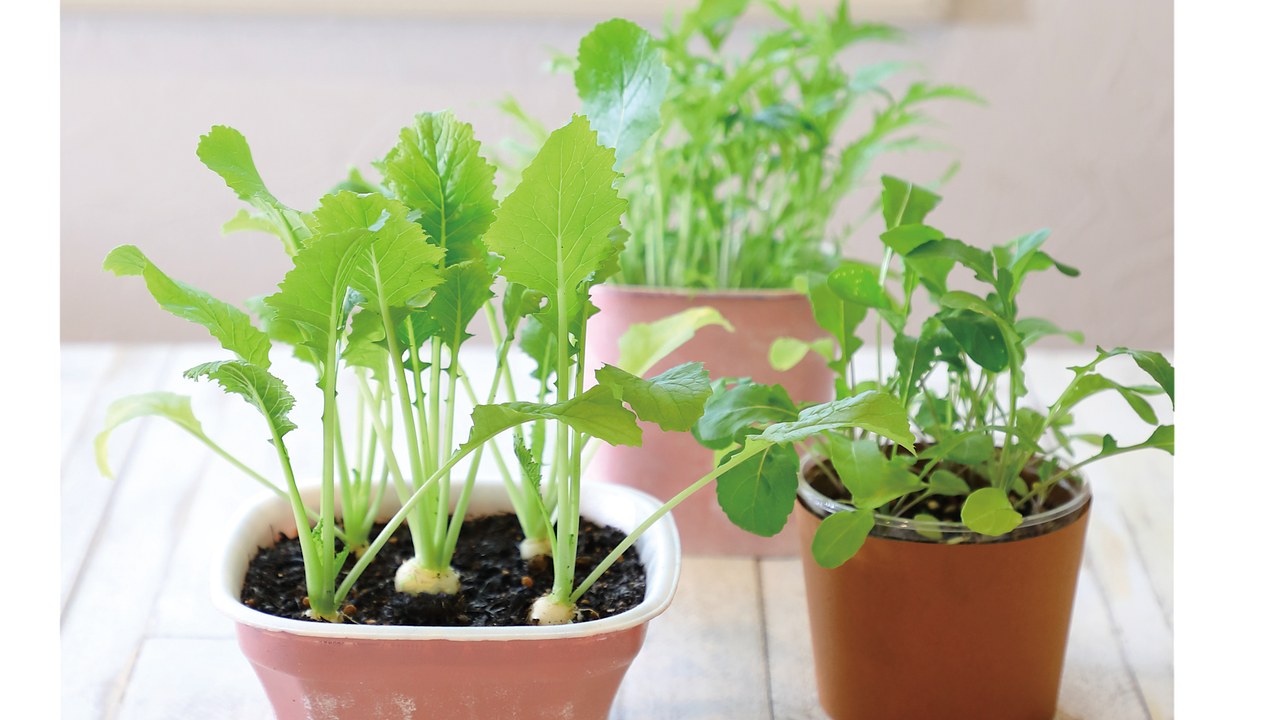 牛乳パックを使って室内ラディッシュ栽培に挑戦🌱🍀GreenSnap グリーンスナップ