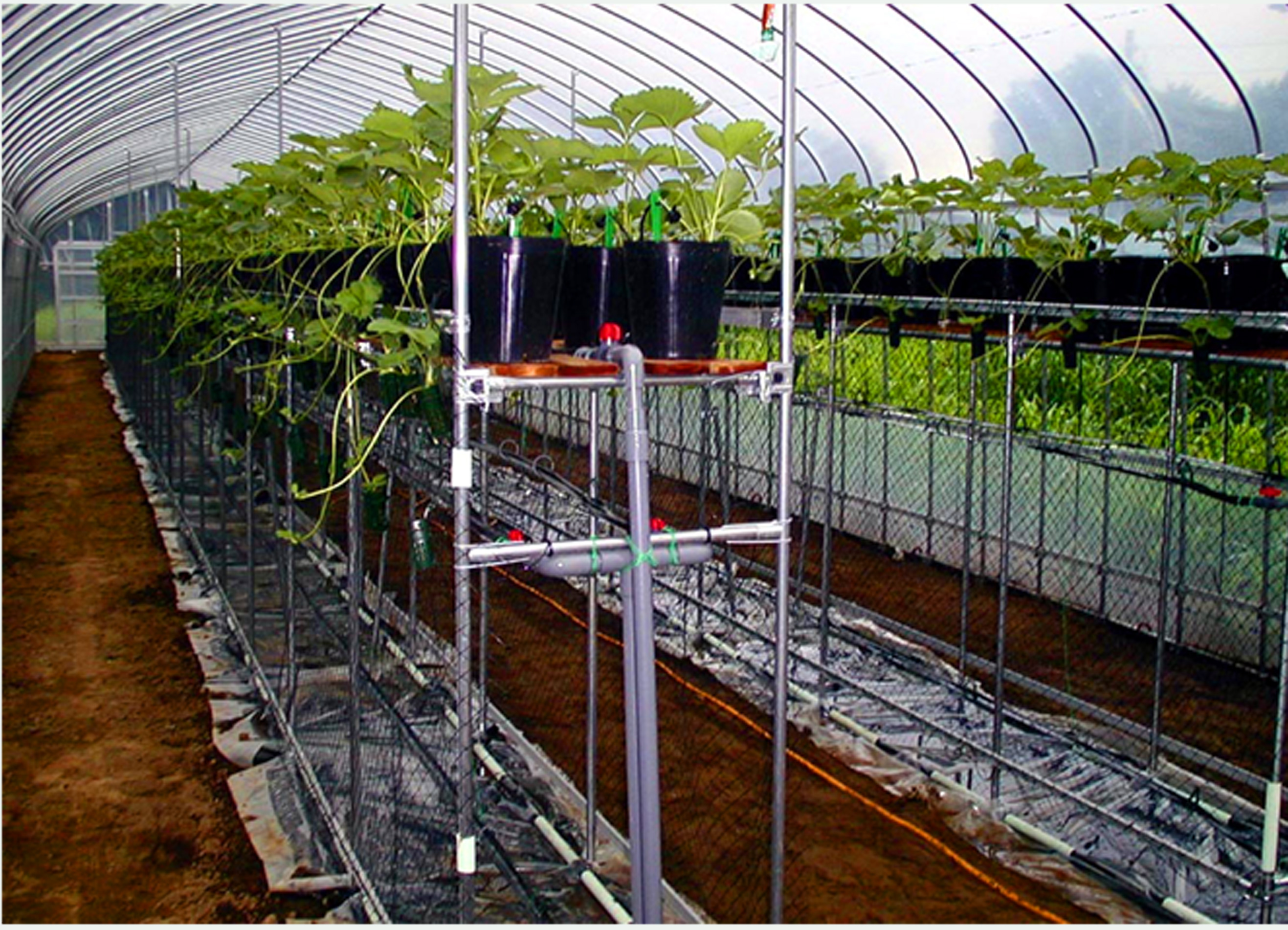 イチゴは秋が植えどき！ 花も激カワの新品種 初心者でも成功する栽培のコツとおすすめ品種紹介GardenStoryガーデンストーリー