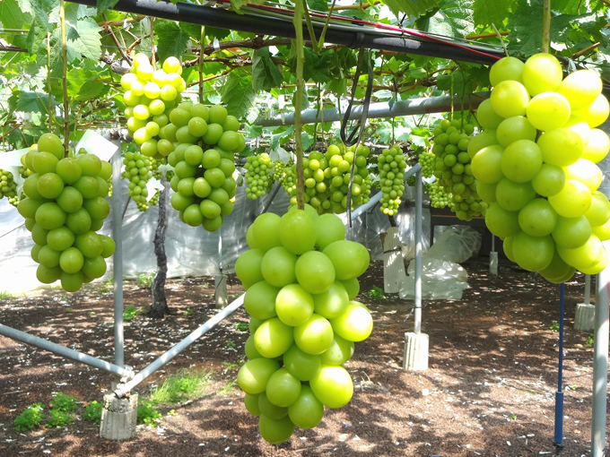 Amazon.co.jp: 美味いとこどり 高級 シャインマスカット 中粒サイズ 高糖度平均20度超え 野菜ソムリエ推奨2房 約600g～800g ※産地は旬な時期に合わせて選定いたします。 : 食品・飲料・お酒