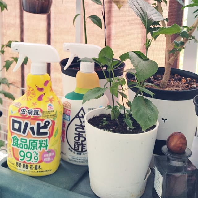 家庭菜園用簡単手作り虫除けスプレーの作り方LOVEGREEN ラブグリーン