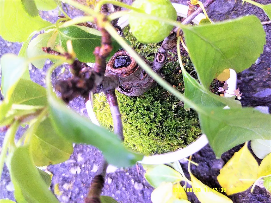 しわりんご☆味濃い甘い！サンふじ☆無肥料.農薬節約30%〜.除草剤.摘果剤.摘葉剤不使用☆ 5kg箱玉数指定不可 予約販売開始！ 家庭用 りんご：長野県産のふじ食べチョク産地直送 産直 お取り寄せ通販- 農家・漁師から旬の食材を直送