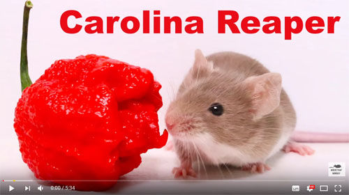 唐辛子の種まき実験 Part2TikTok