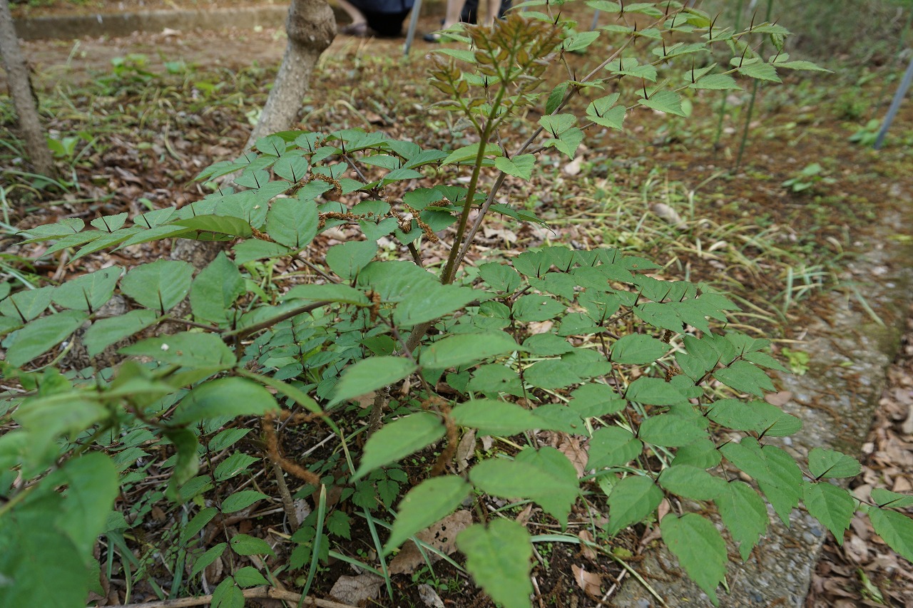 春ですね～☆ウドとタラの芽とコシアブラの絶品天ぷら