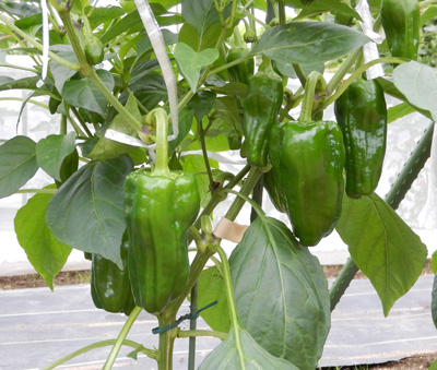 四季の山野草 ピーマン