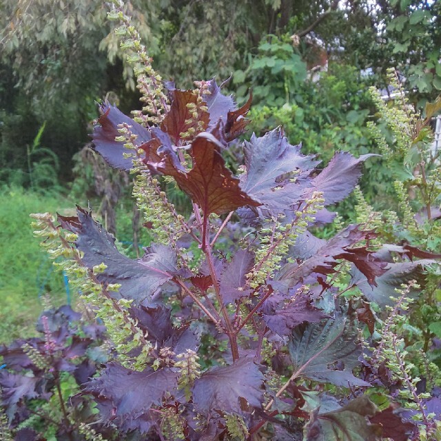 赤紫蘇の栄養満点ガイド！素晴らしい効能を発見