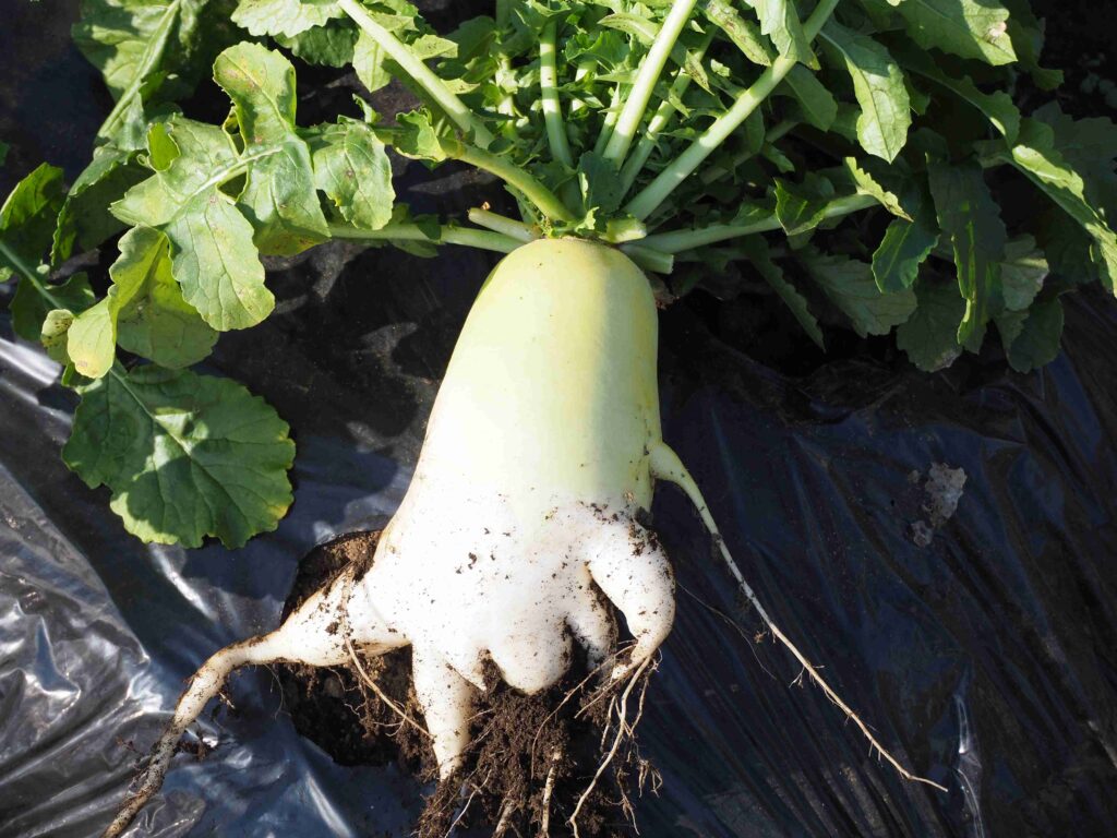 大根の収穫時期と収穫方法は？野菜の育て方・栽培方法
