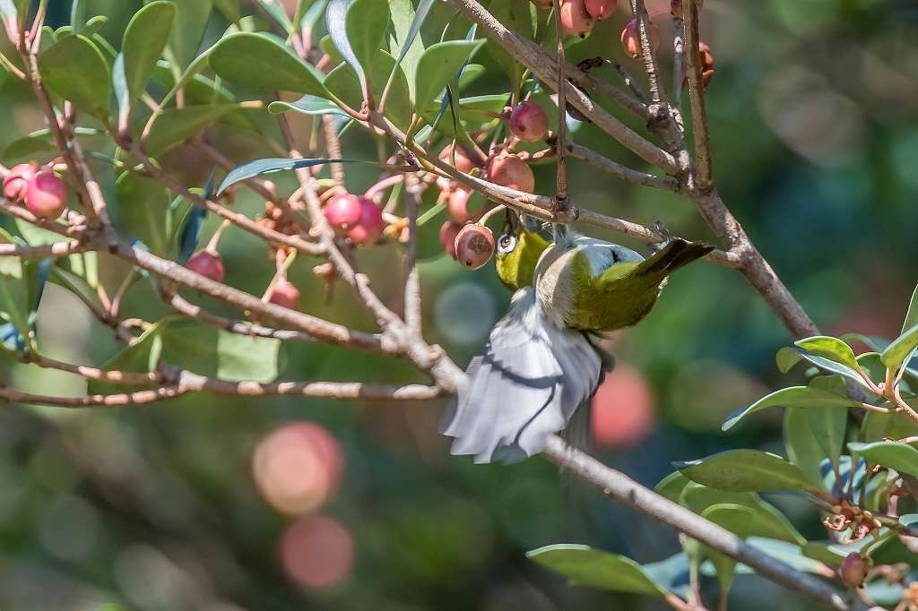 モッコクの実を食べるメジロ : あだっちゃんの花鳥風月