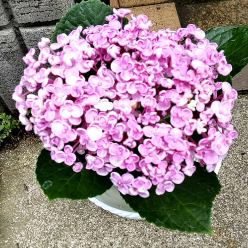 あじさいの名前私の声が聞こえますか