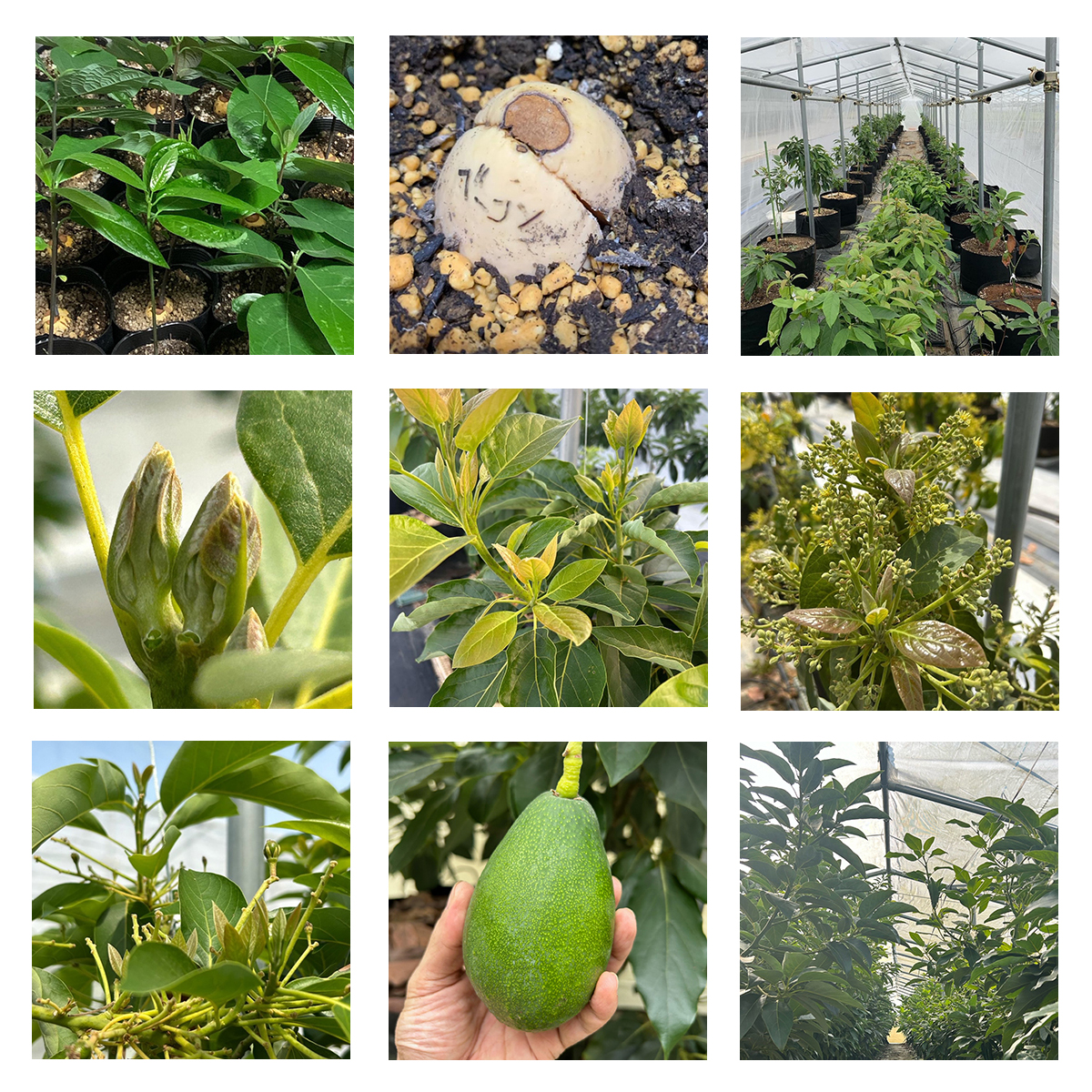 先行受付 油分たっぷり！！露地栽培の国産アボカド 1kgアボカド 国産 ベーコン フェルテ ピンカートン ヘルシー ダイエット 美容 愛媛県松山市: 松山市ANAのふるさと納税ANAのマイルが「使える」