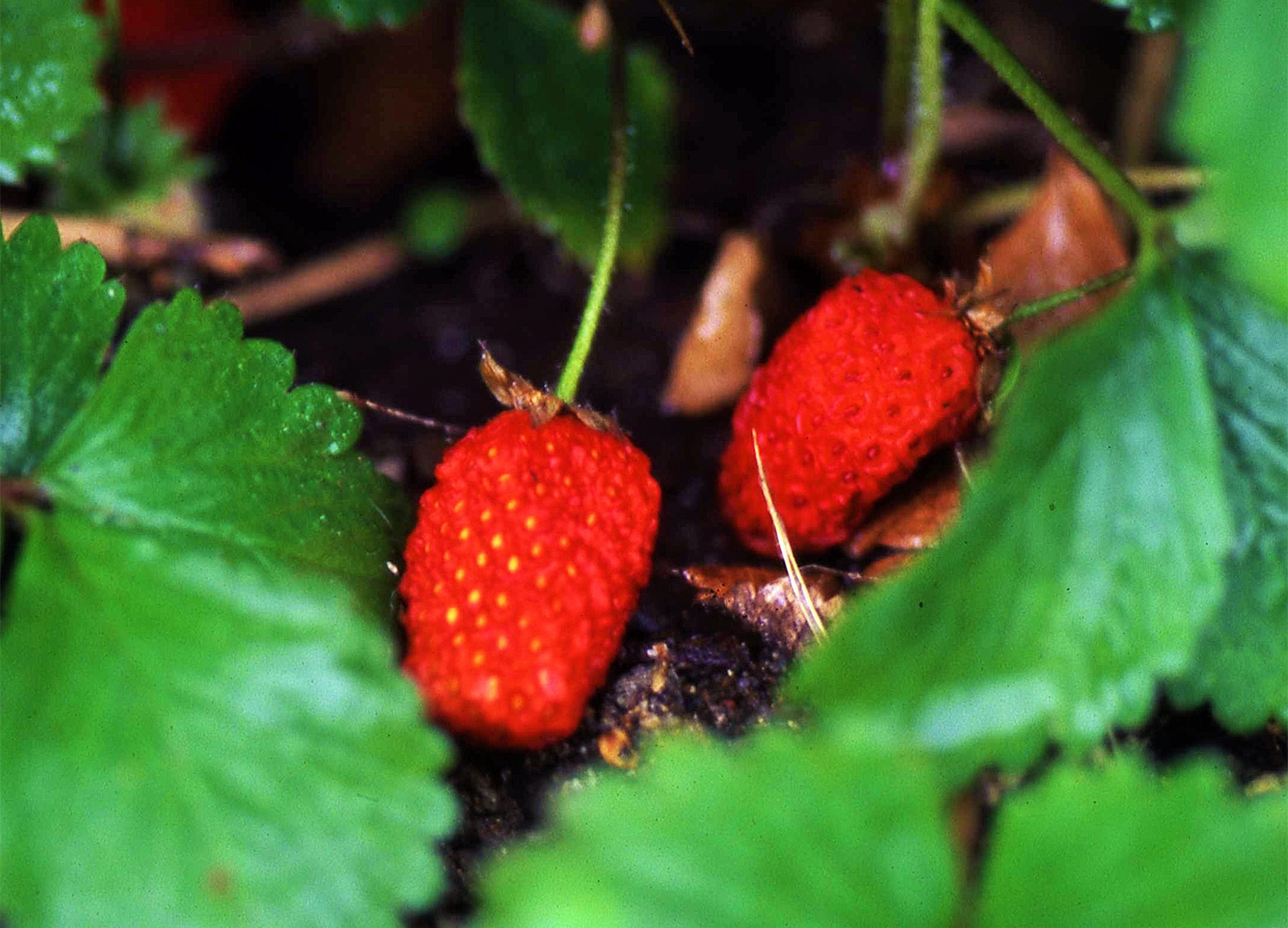 バラ科『クサイチゴ』別：ワセイチゴ色 「shonanさんの山歩き92024 04月～」のアルバム-みんなの趣味の園芸2203468