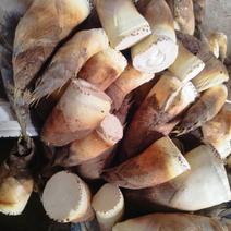 タケノコ 筍 とれたて大百科食や農を学ぶJAグループ