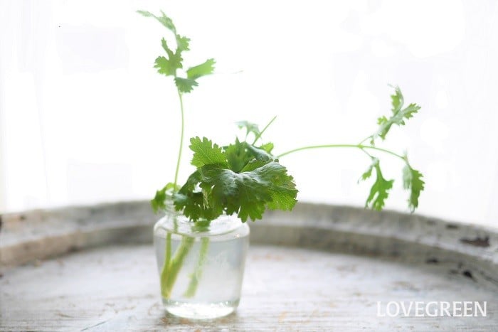 パクチー根っこ 正しい使い方とレシピ パクチーの根っこの使い方が野菜ソムリエプロのレシピでわかります。SOOQ ソークチキン