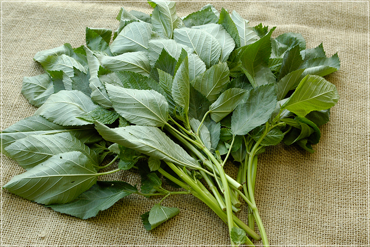 モロヘイヤの栄養・効能旬の時期・保存方法・ゆで方のコツまで