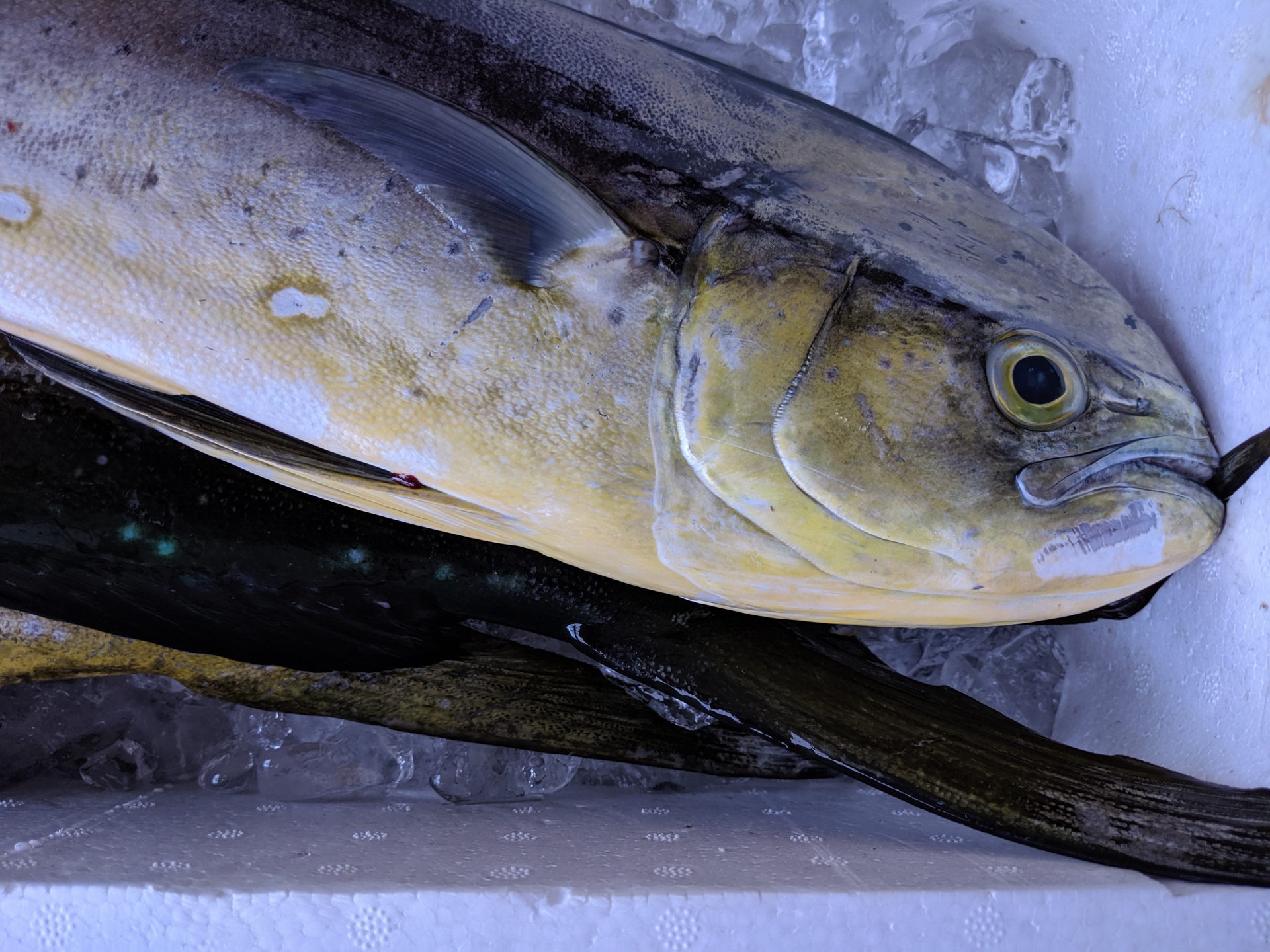 シイラ しいら のカロリー・タンパク質・脂質・炭水化物三大栄養素と筋トレの関係についても解説 - 一般社団法人JAWA日本アームレスリング連盟