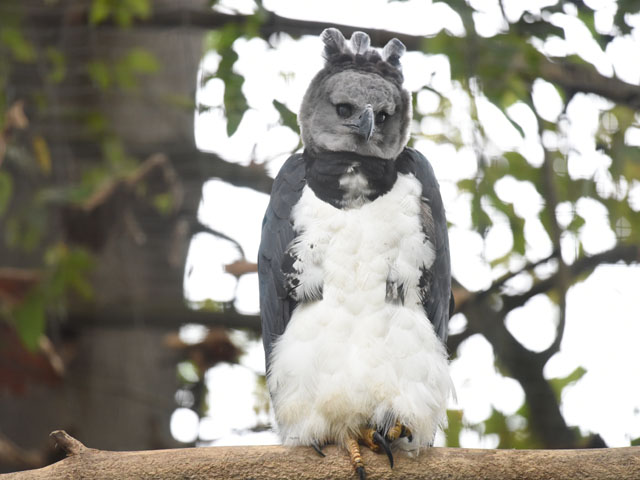 オウギワシ, Harpia harpyja