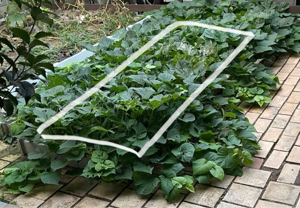 さつまいものツル返しとツルの管理方法について新築の庭で家庭菜園ブログ