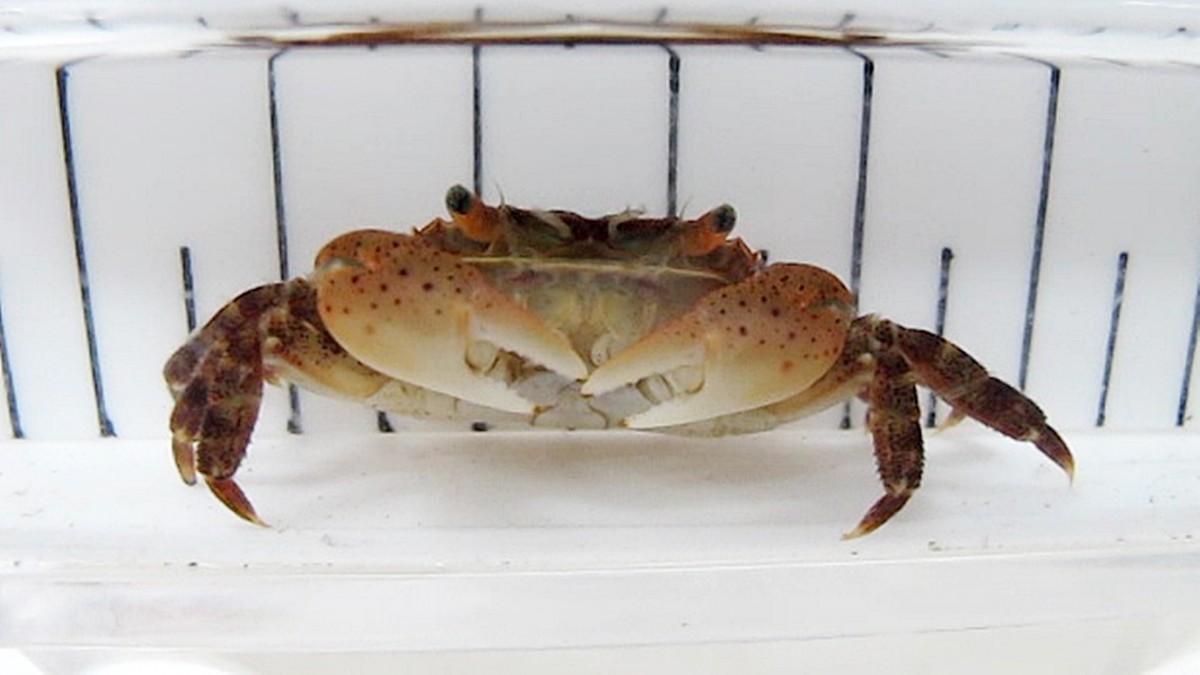 カニの種類と飼い方Petpedia