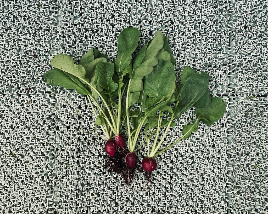 大量収穫したラディッシュの活用＆保存法 枯れ専かーちゃんのベランダ菜園 マイナビ農業