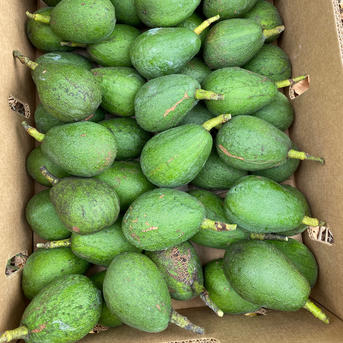 ふるさと納税先行受付 油分たっぷり！！露地栽培の国産アボカド 1kgアボカド 国産 ベーコン フェルテ ピンカートン ヘルシー ダイエット美容 愛媛県 松山市 送料無料先行受付 油分たっぷり！！露地栽培の国産アボカド 1kgアボカド 国産 ベーコン