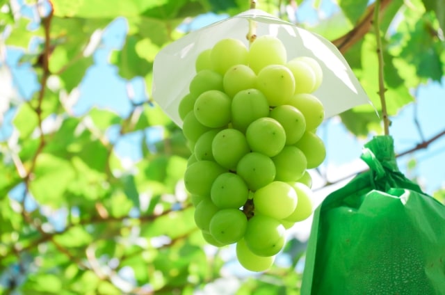 ぶどうの害虫被害ぶどうの果皮に出る黒い粒々原因を特定しました