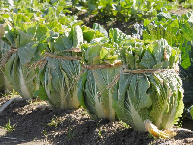 白菜」×「手羽元」の人気レシピ7選！スープや鍋などご紹介の人気レシピ・作り方デリッシュキッチン