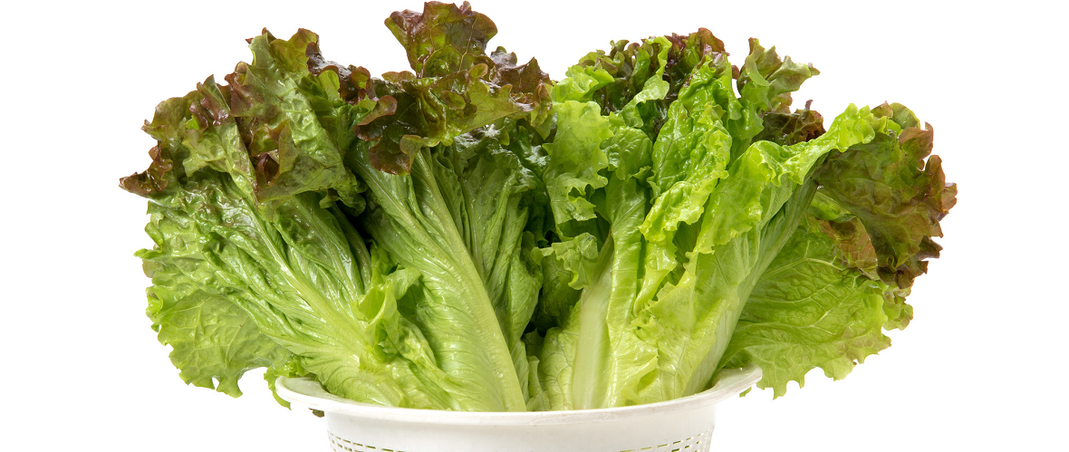 レタス冷凍保存 冷凍で2週間日持ちさせるコツと、簡単レシピカゴメ株式会社