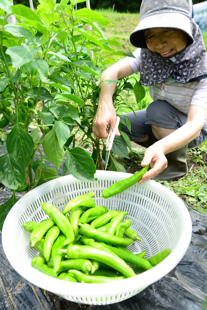 長さ15㎝超の実が鈴なり！万願寺系の甘長とうがらし「甘とう美人」の栽培記録 - 週１回３時間！共働きのズボラ週末家庭菜園