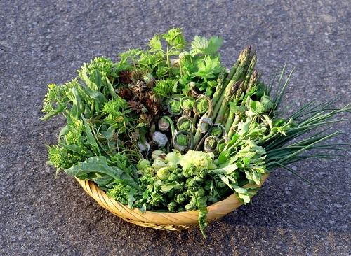 季節感じる！ こごみの天ぷら