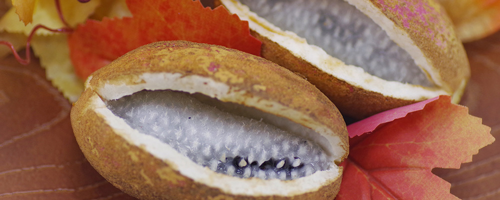 ４０種類の実がなる木」を見る 1 7- CNN.co.jp