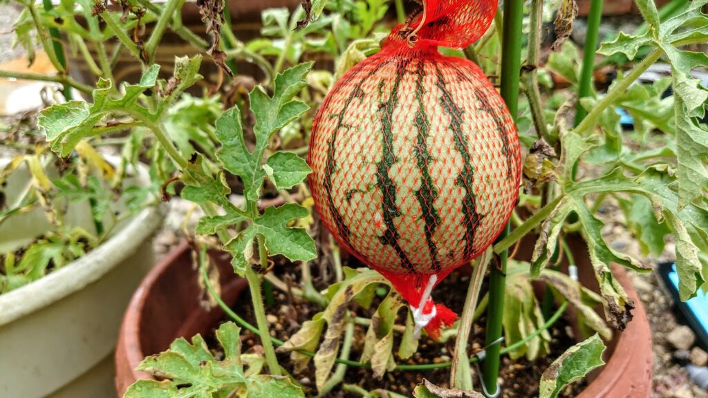 スイカの育て方を初心者向けに解説！ プランター栽培や肥料の使い方もとなりのカインズさん