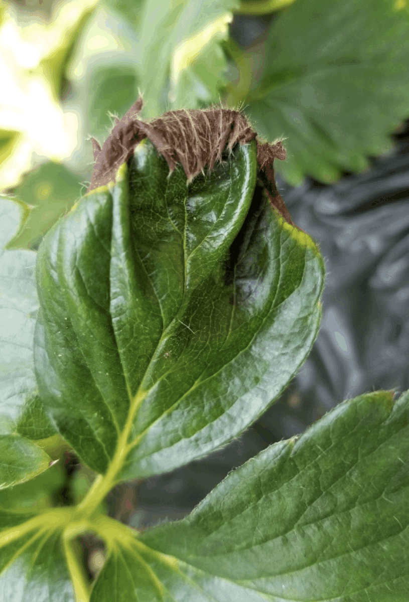 苺の葉枯れおうちガーデン