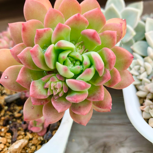 Amazon.co.jp: マッコス 多肉植物 : ホーム＆キッチン