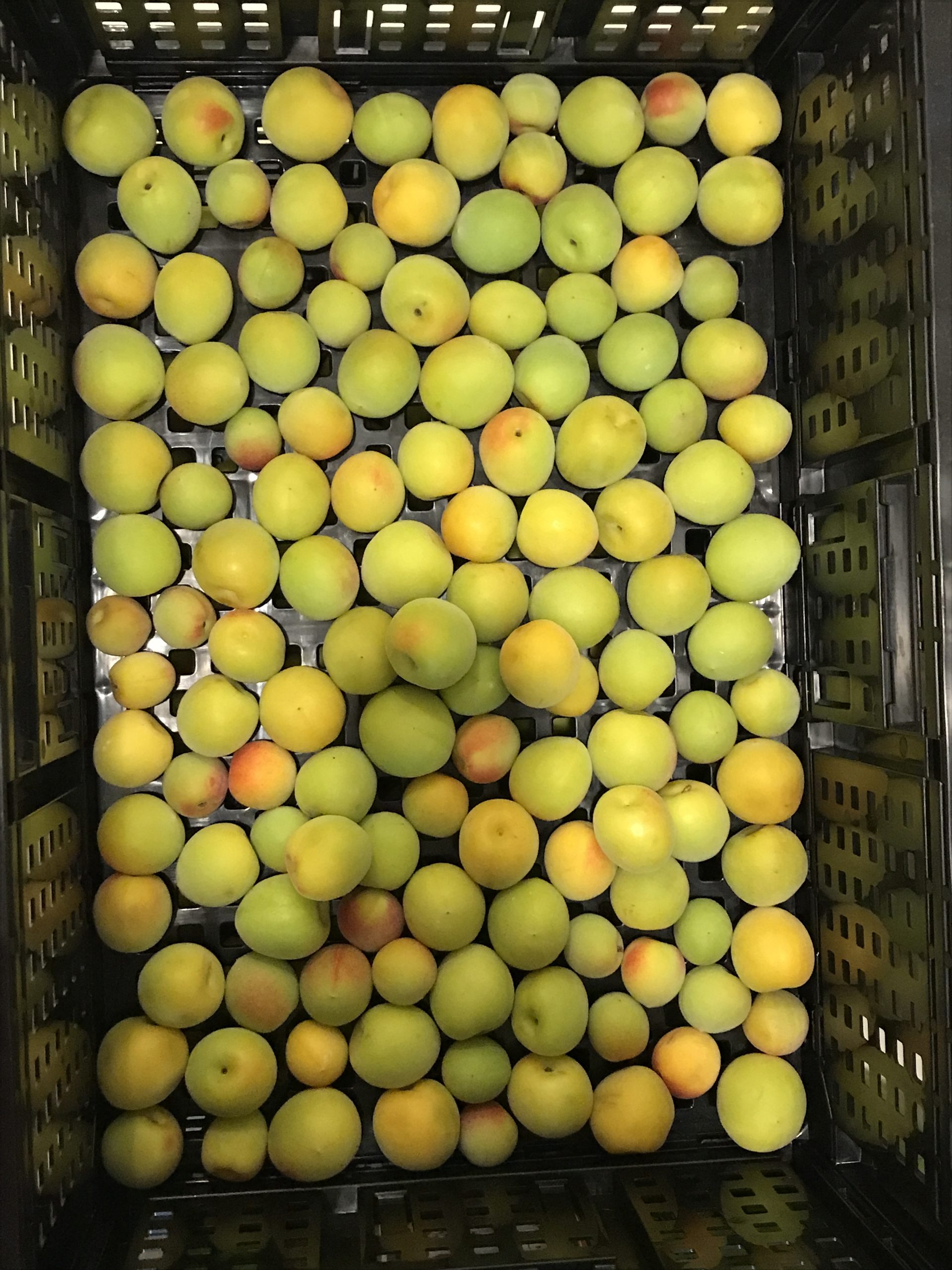 梅仕事〜 青梅を上手に追熟させる方法 レシピ・作り方 by ポンポネ ⚮̈ - 楽天レシピ