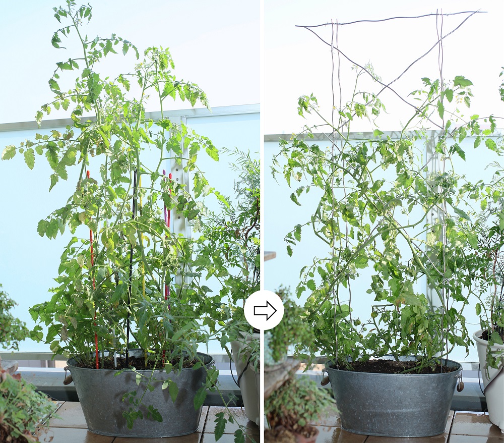 トマトの成長と家庭菜園のコツ！プランターと支柱の立て方について