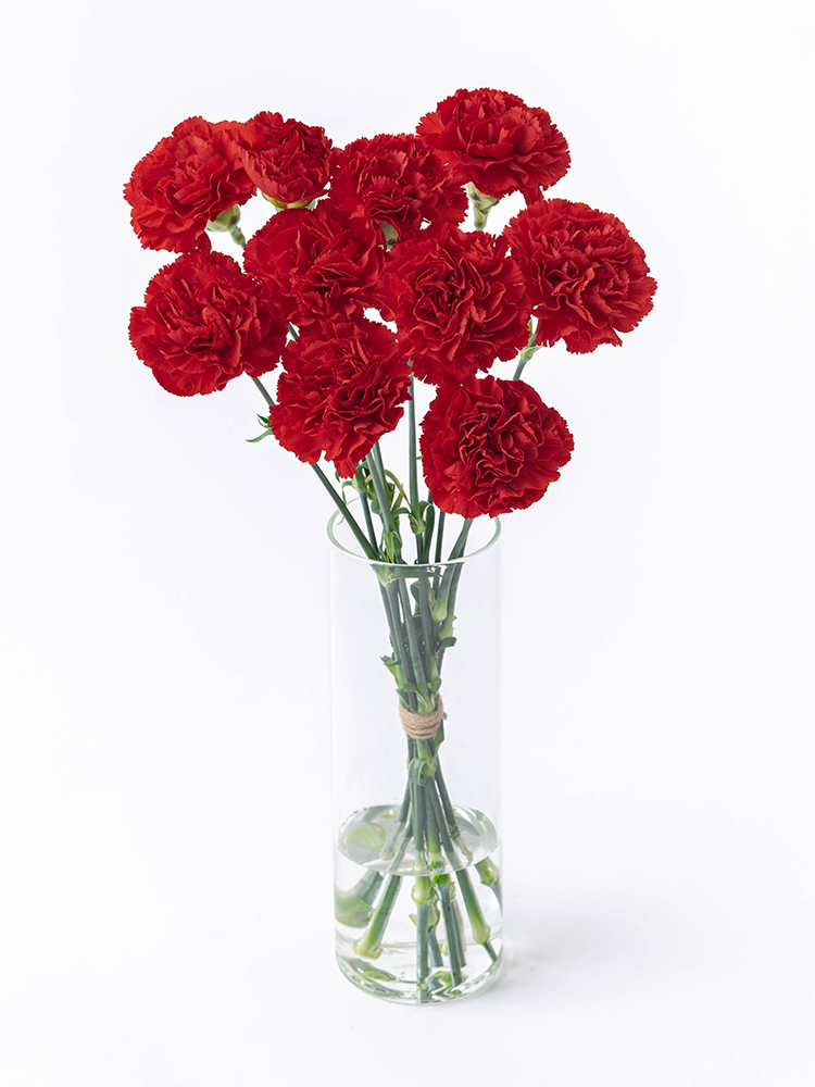 生花 カーネーション 赤 コロンビア産 OR-89- 花材通販はなどんやアソシエ