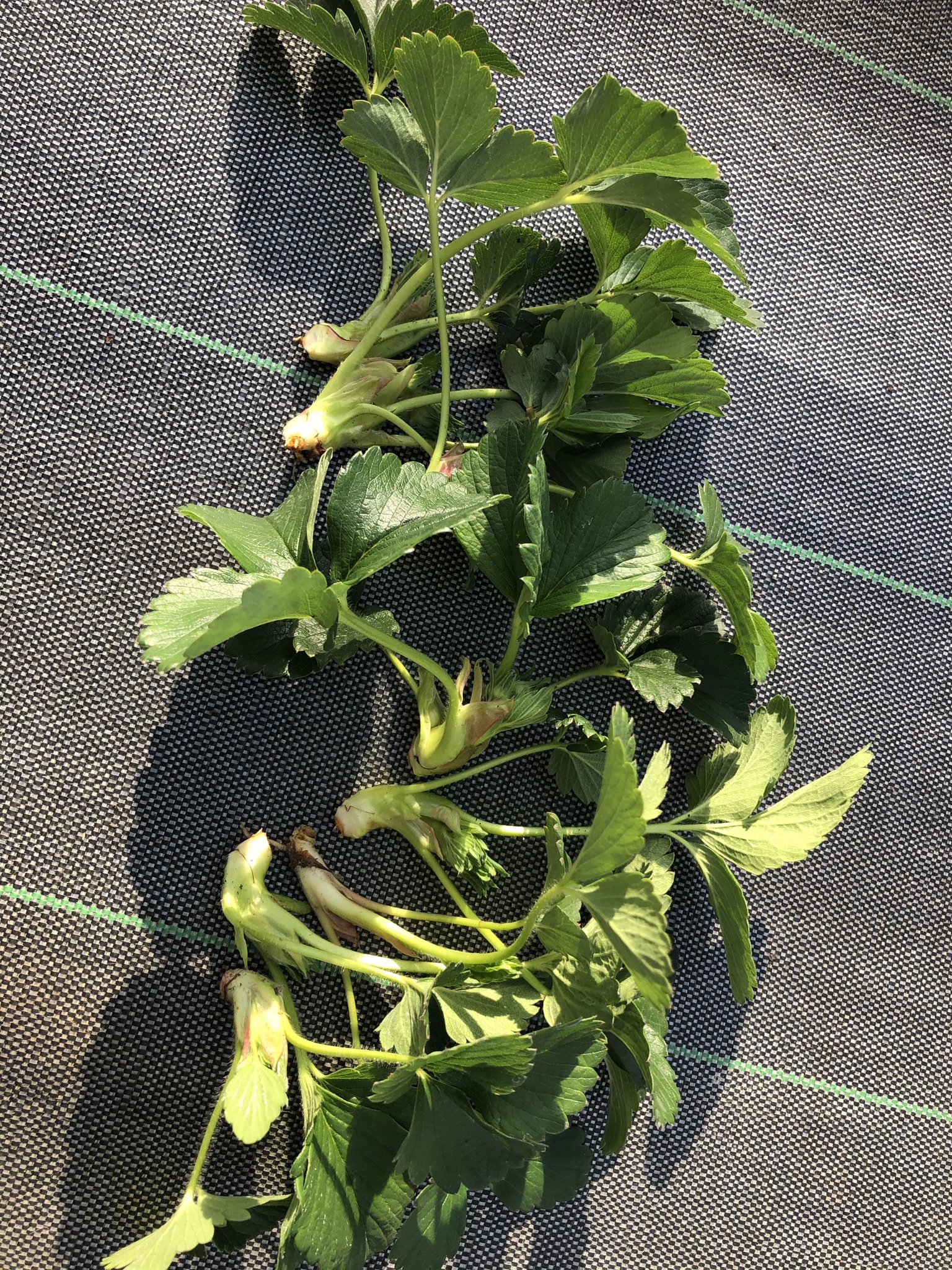 イチゴ🍓の脇芽を挿し木して苗作りそだレポ 栽培レポート byもずちゃんみんなの趣味の園芸