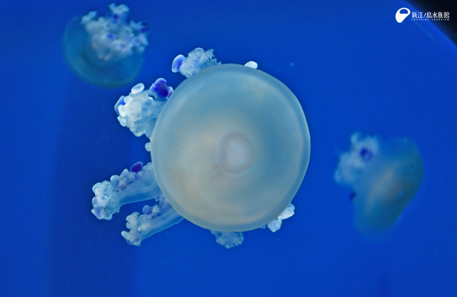 クラゲなのに「目玉焼き」にしか見えない “黄身”部分は何？新江ノ島水族館に生態を聞いたFNNプライムオンライン