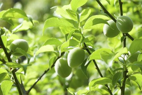梅の収穫時期 産地・品種別の最適期と追熟・保存方法まとめ