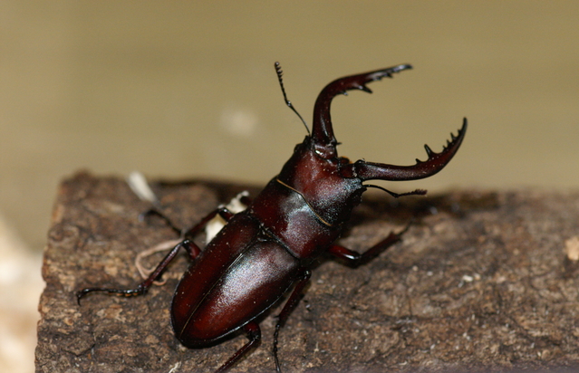 お盆なのでノコギリクワガタ美味しいです野食ハンマープライス