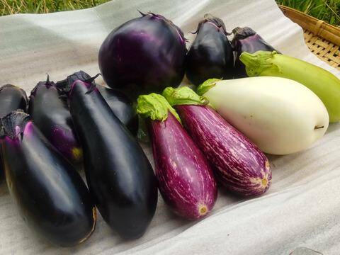 緑色のナスビ 翡翠ナス とは？美〜ナスって何？GOTTSO美〜®️ナスおすすめレシピ大畑大介商店